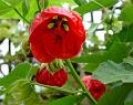 2008-0817_Abutilon_1450_19,3C